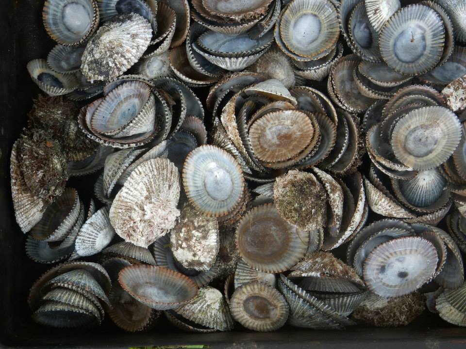opihi-shells.jpg